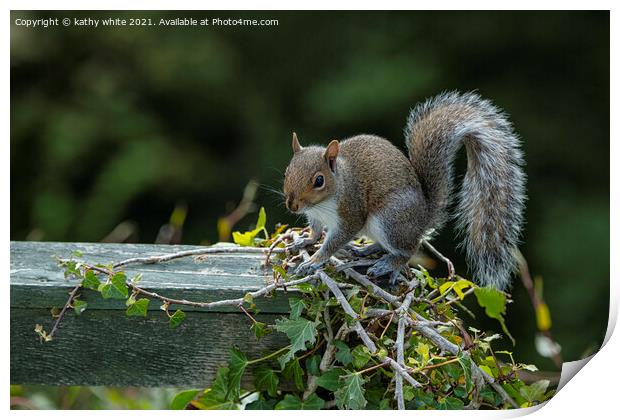 Grey Squirrel on my garden fence Print by kathy white