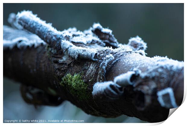 Lichen and  moss frozen on a tree branch Print by kathy white