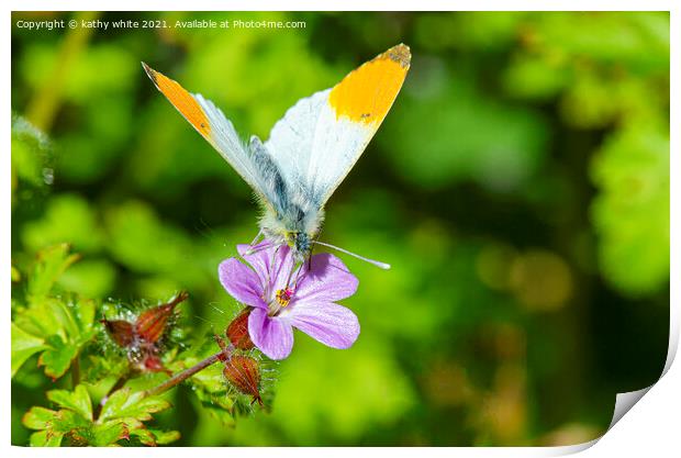  orange tip butterfly Print by kathy white