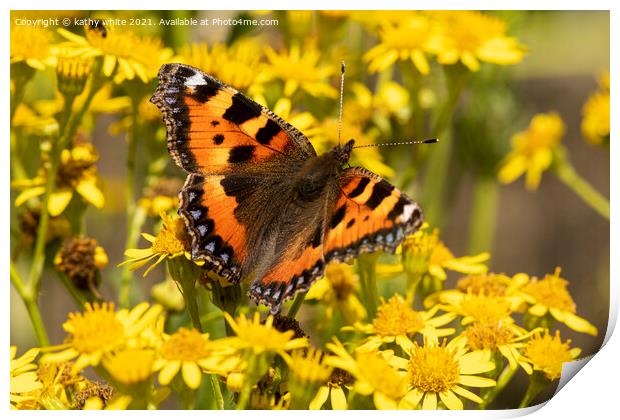  Tortoiseshell butterfly Print by kathy white