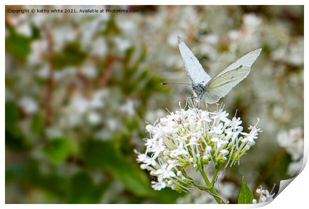 Small White butterfly Print by kathy white