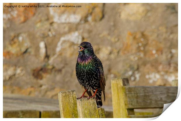 starling bird sitting on top of a wooden fence Print by kathy white