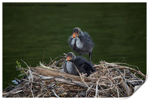 Baby Coots on the nest Print by kathy white