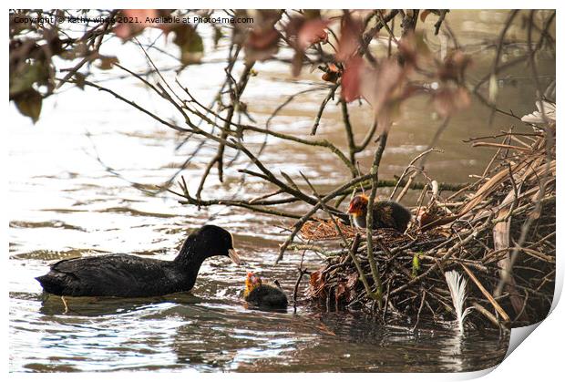 coots nest with baby coot Print by kathy white
