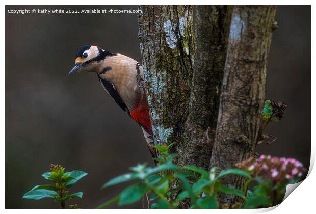 Great spotted woodpecker  Print by kathy white