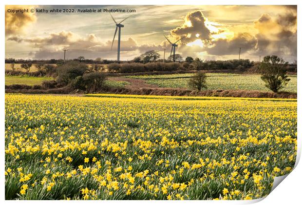 Cornish Daffodils, fields at sunrise Print by kathy white