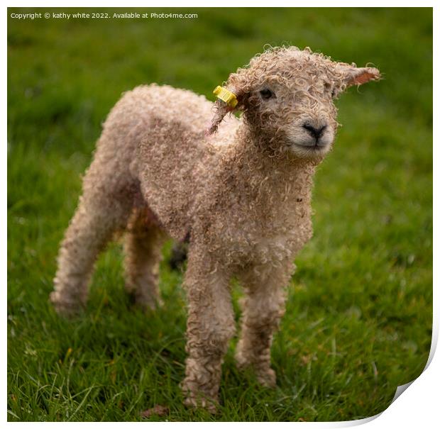Baby lamb at spring time Print by kathy white