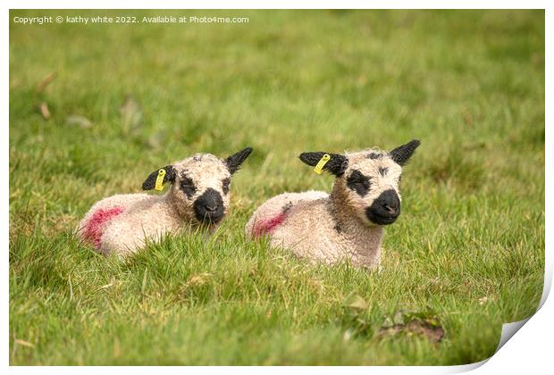 twin baby lambs Print by kathy white