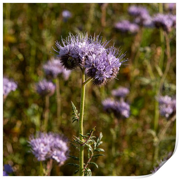 Phacelia Print by kathy white