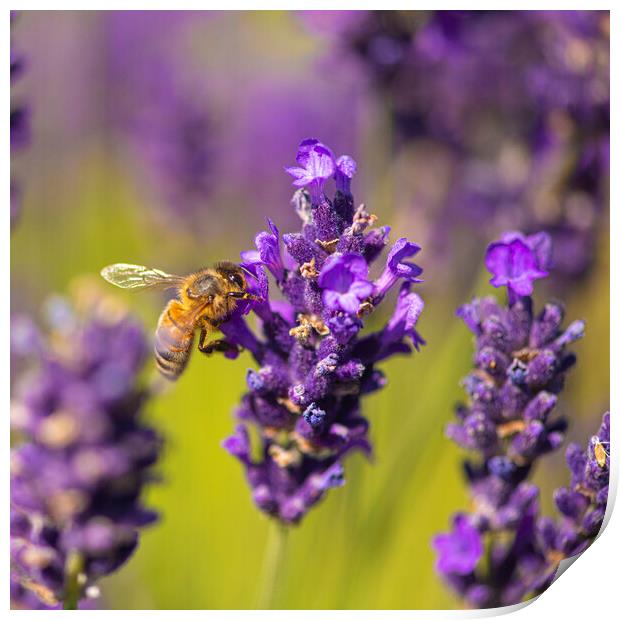 Bee On Lavender Flower Print by kathy white
