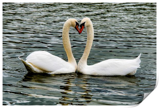  Swans, Swans Sweetheart Print by kathy white