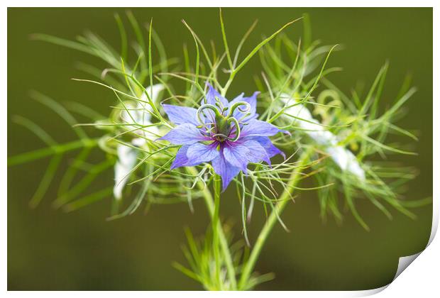 Love in a mist,blue and white Print by kathy white