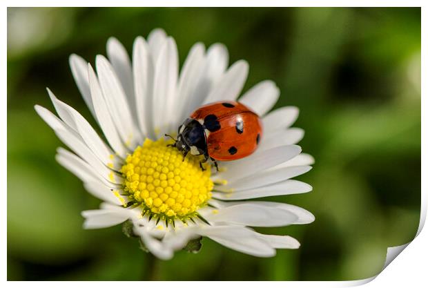ladybird on a white flower, Print by kathy white