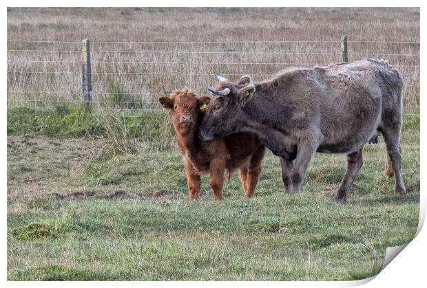 Highland cow ,Mother and baby Print by kathy white