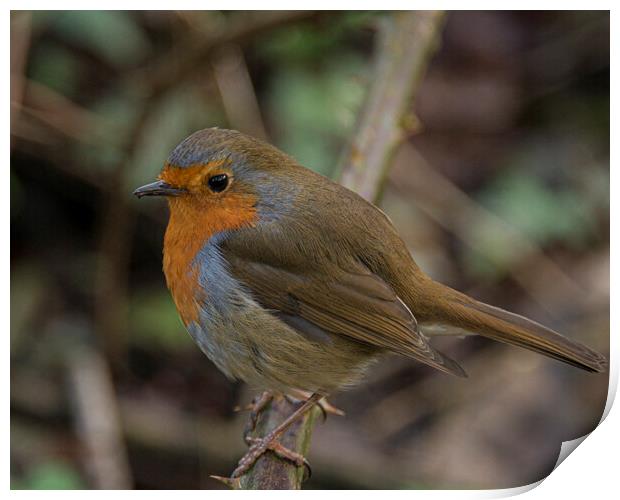 Red Robin Print by kathy white