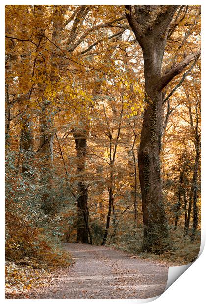 Enchanting Autumn Stroll Print by kathy white