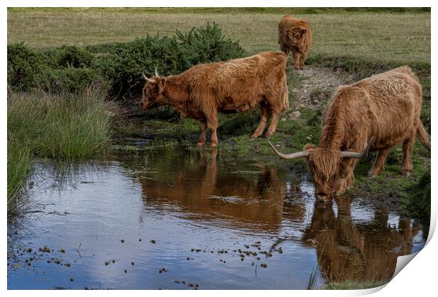 The Highland cow, Print by kathy white