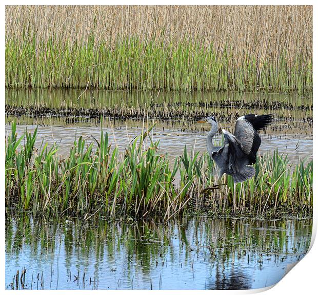 Grey Heron in a reed bed Print by kathy white