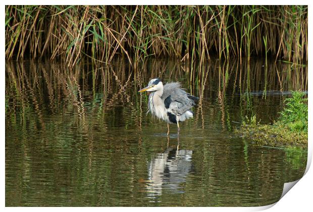 Heron fishing,bad hair day Print by kathy white