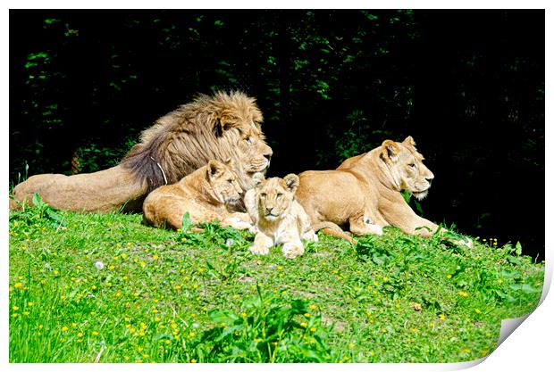 A family of lions Print by kathy white