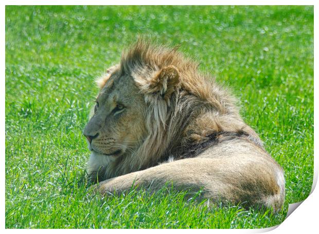 A lion lying in the grass Print by kathy white