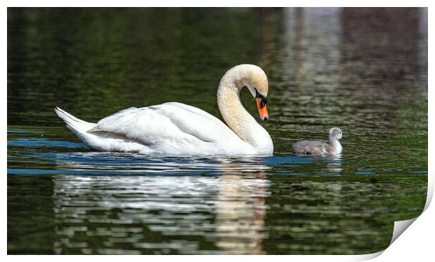 Mother and baby swan Print by kathy white