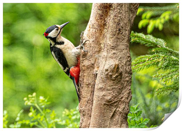 The great spotted woodpecker Print by kathy white