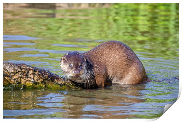 European Otter on a rock in the river Print by kathy white