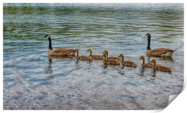 canada geese swinng with their babies Print by kathy white