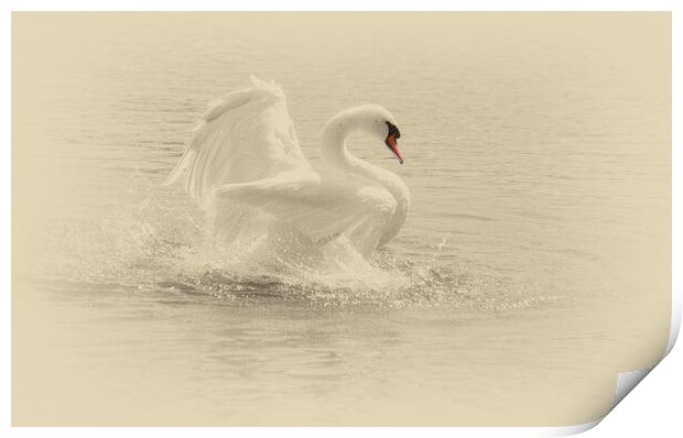 Portrait of a swan Print by kathy white