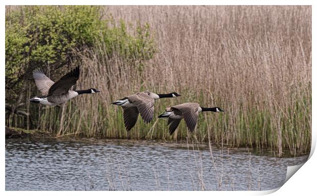 Graceful Migration Print by kathy white