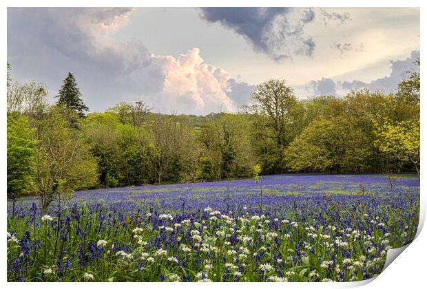 English Bluebell Wood, Cornwall Print by kathy white