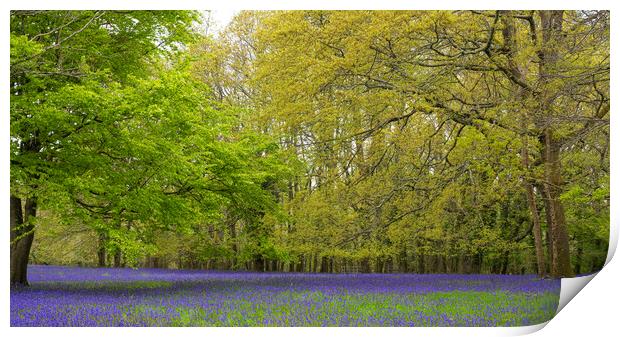 Enchanted Bluebell Forest in Rural England Print by kathy white