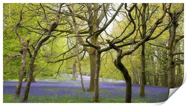 English Bluebell Wood, Cornwall Print by kathy white