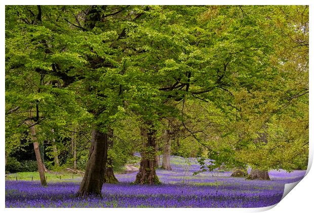 Enchanted Bluebell Wood in Cornwall Print by kathy white