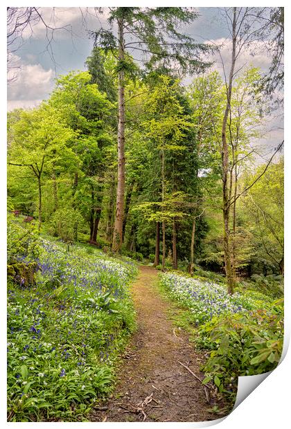 Pathway through English Bluebell Wood, Cornwall Print by kathy white