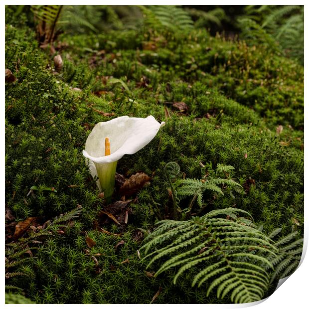Arum Lily standing out in the crowd Print by kathy white