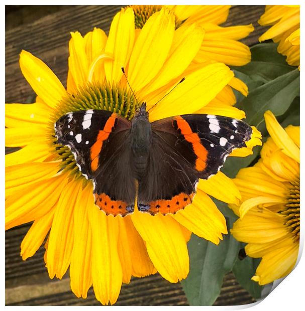 Red Admiral  Butterfly Print by kathy white