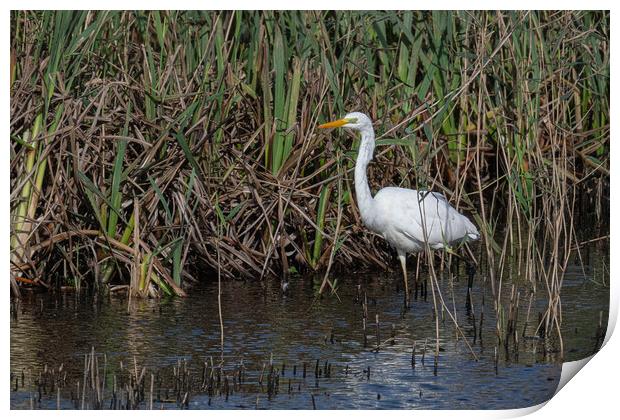 great-white-egret standing in the reed-bed Print by kathy white
