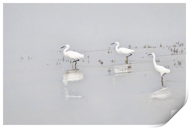 Three Whites Egrets Print by kathy white
