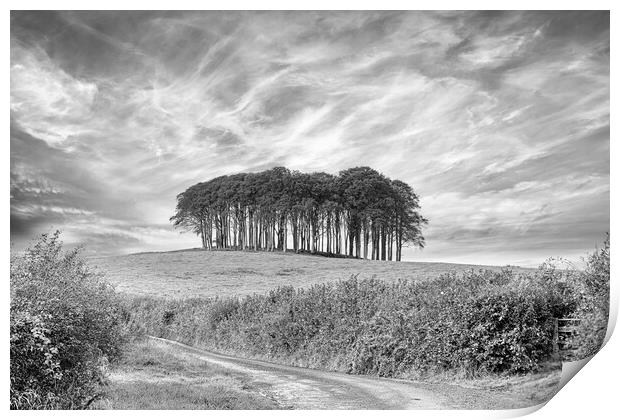 Nearly Home Trees, Coming home trees, Cornwall trees Cookworthy  Print by kathy white