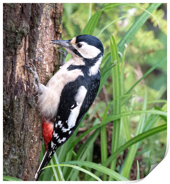 Great spotted woodpecker,  Print by kathy white