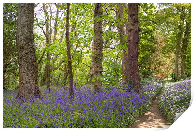 English Bluebell pathway through the Wood,  Print by kathy white