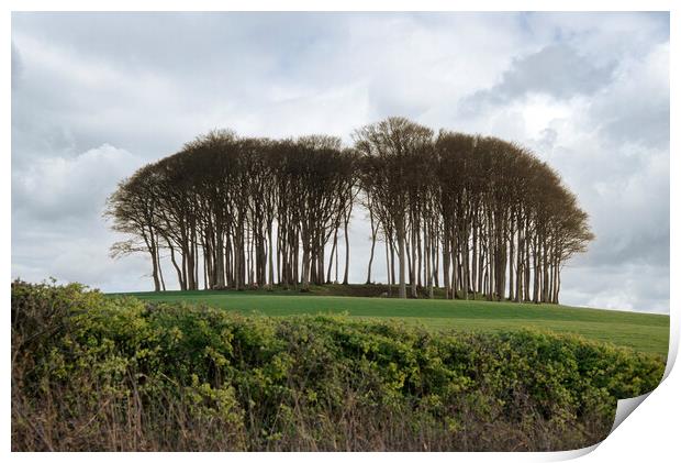 Nearly Home Trees, Coming home trees, Cornwall tre Print by kathy white