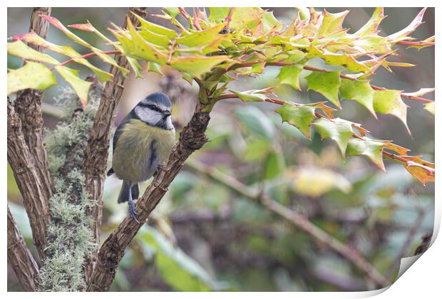 Blue tit  Print by kathy white