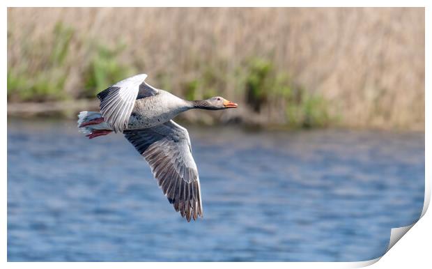Greylag Goose, goose flying Print by kathy white