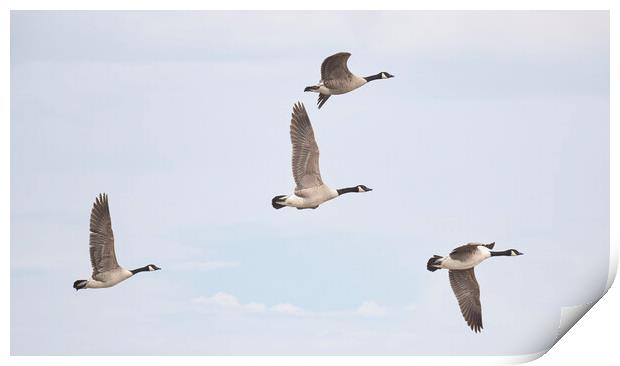 flying Canada geese Print by kathy white