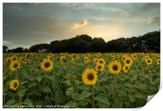sunflowers ,Cornish sunflowers at sunset,sunflower Print by kathy white