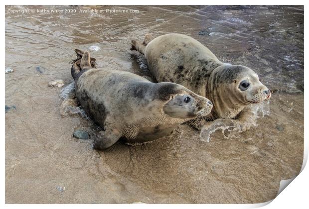 grey seals playing in the water Print by kathy white