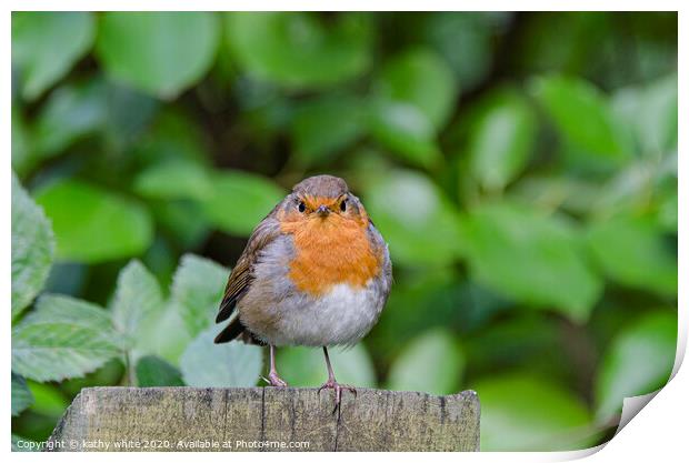 Robin red breast Print by kathy white